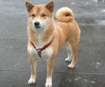 akita01.jpg
