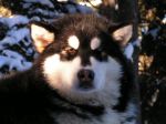 alaskan_malamutes01.jpg