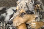australian_shepherd01.jpg