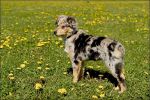 australian_shepherd02.jpg