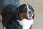 bernese_mountain_01.jpg