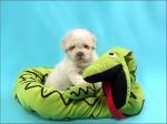 bichon_frise02.jpg
