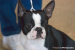 boston_terrier01.jpg