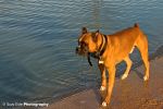 boxer_01.jpg