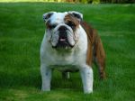 bulldog09.jpg