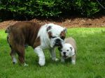bulldog10.jpg