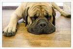 bullmastiff02.jpg