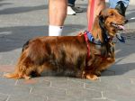 dachshund01.jpg