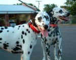 dalmatian01.jpg