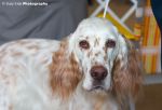 english_setter01.jpg