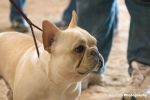 french_bulldog01.jpg
