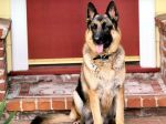 german_shepherd02.jpg