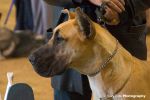 great_dane01.jpg