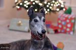 greyhound_02.jpg