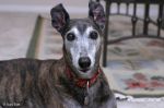 greyhound_04.jpg