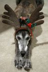 greyhound_05.jpg
