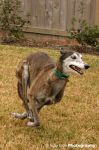 greyhound_06.jpg