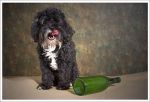 havanese01.jpg