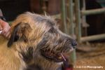 irish_wolfhound01.jpg
