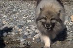 keeshond01.jpg