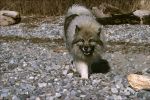 keeshond02.jpg
