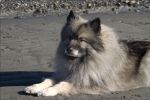 keeshond03.jpg