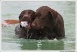 labrador_01.jpg