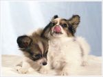 papillon05.jpg
