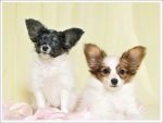 papillon06.jpg