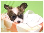 papillon07.jpg
