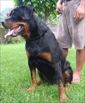 rottweiler08.jpg