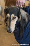 saluki_01.jpg