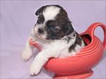 shih_tzu03.jpg