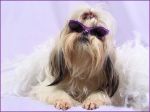 shih_tzu07.jpg