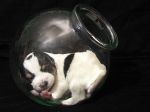 shih_tzu08.jpg