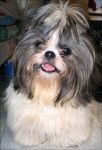 shih_tzu14.jpg
