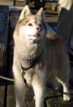 siberian_husky03.jpg