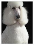 standard_poodle01.jpg