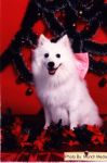 01_Snowy_51106.jpg