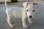Sparky(resized).jpg
