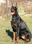 Apollon_Best_Cerber_09.jpg