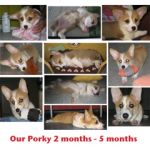 PORKY1.jpg