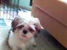 puppy.jpg