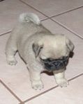 pug01.jpg