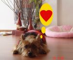 2006 Yuiki dear is my love.jpg