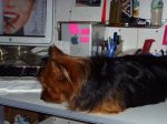 BossYuki working hard.jpg