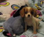 Amber wid Eeyore.jpg