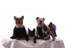 Doggies.JPG