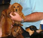 junie9weekspups012.jpg