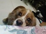 kiwi pup 2.jpg